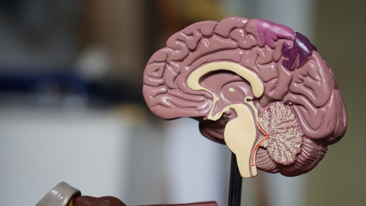 Empirical experimental research and neurobiological investigation of Top 5 Brain Myths Debunked by Neuroscience: 10% Brain, Left vs. Right, and Brain Games