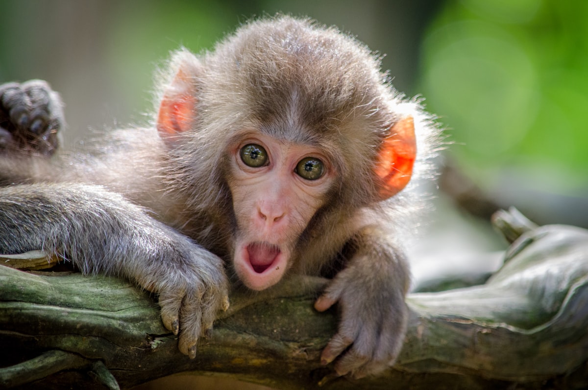 The Kyoto Chimp Memory Experiments: Why Chimpanzees Outperform Humans in Working Memory