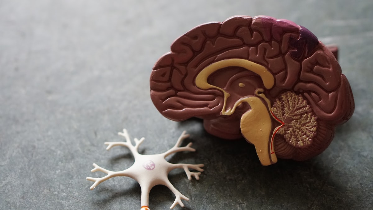 Working Memory Explained: The Cognitive Engine of Human Intelligence